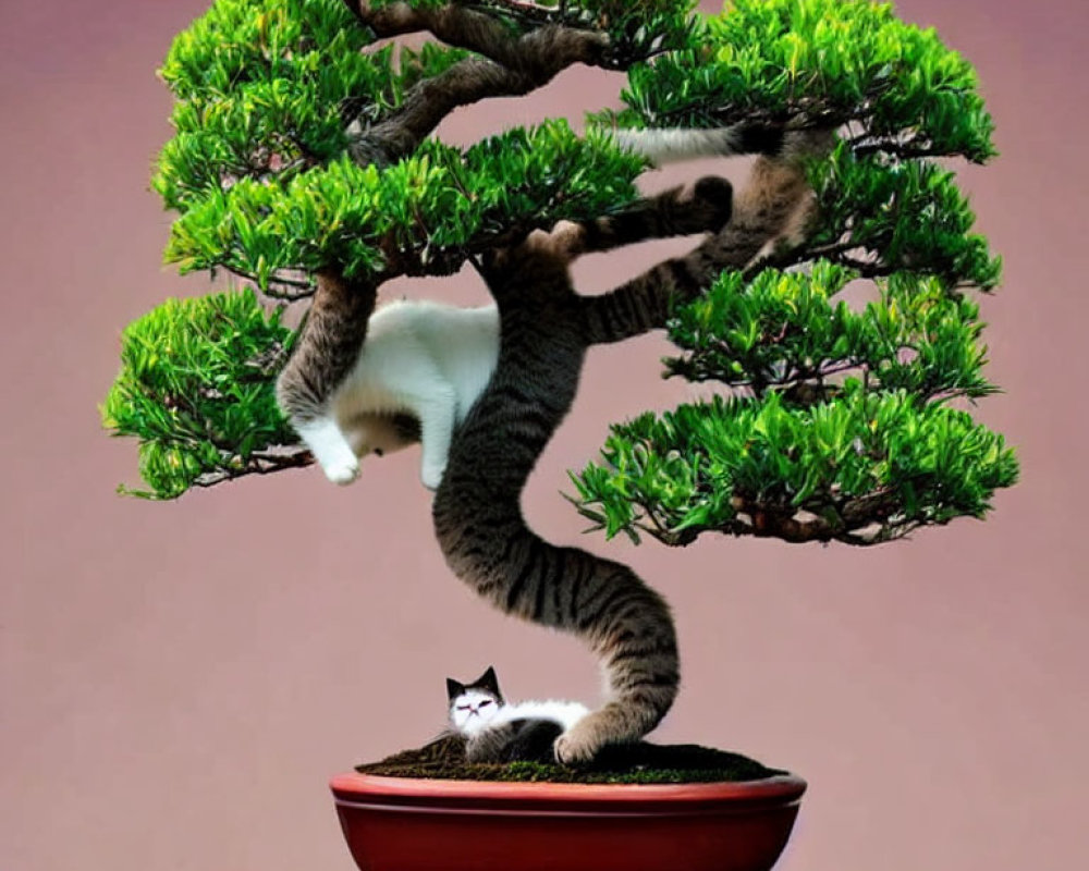 Two cats camouflaged in bonsai tree: one in pot, one in trunk.
