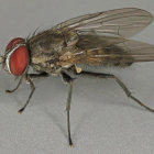 Detailed illustration of a housefly with large eyes, thin legs, and translucent wings