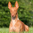 Brown Pointy-Eared Dog Sitting on Grass with Blurred Green Background