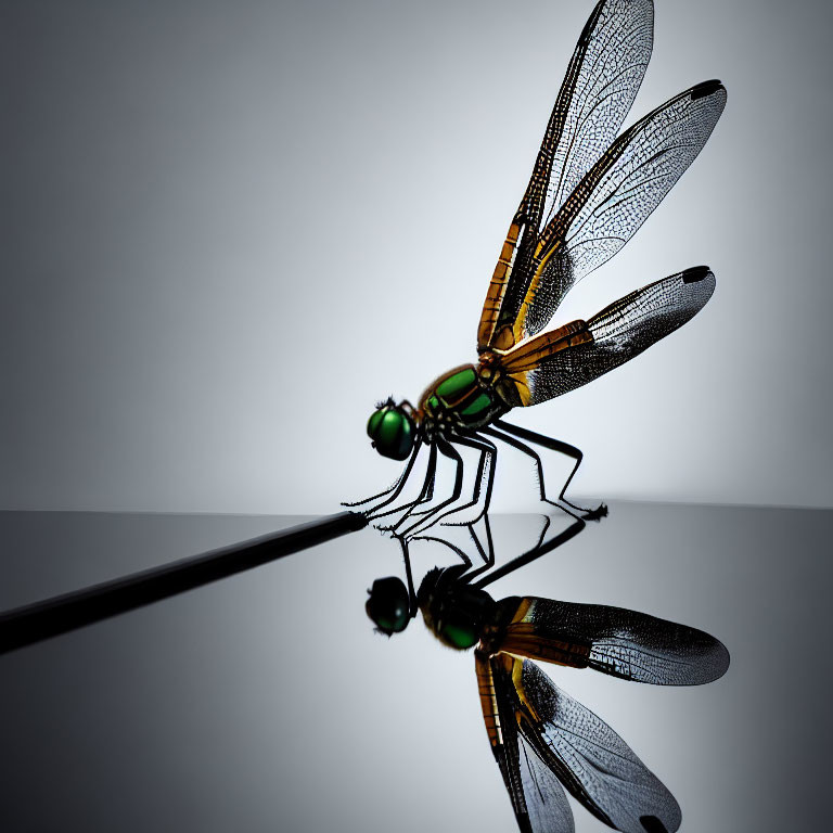 Translucent-winged Dragonfly on Reflective Surface