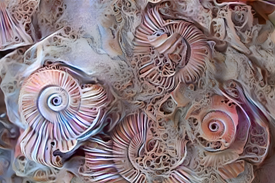 Ammonite Scampi