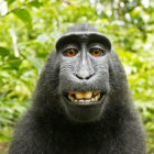 Digital artwork featuring gorilla with human-like eyes and wide smile in green foliage.