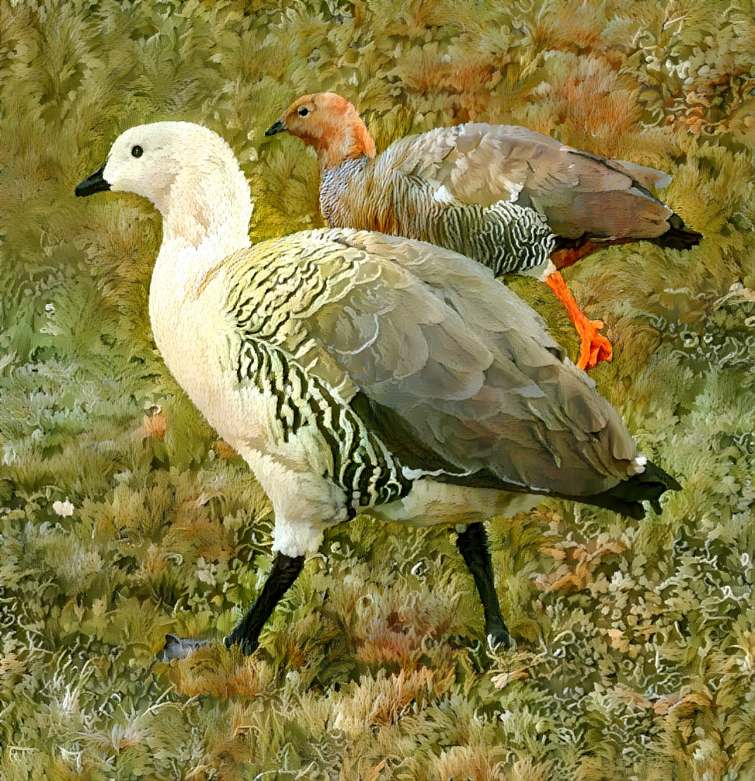 A Magellan goose pair in the Falkland Islands.