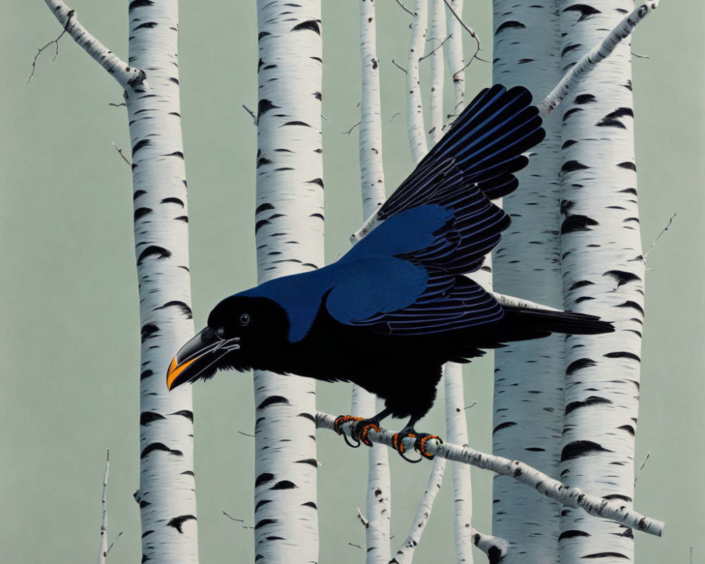 Black crow perched on birch tree branch with spread wings, white trunks, pale green backdrop
