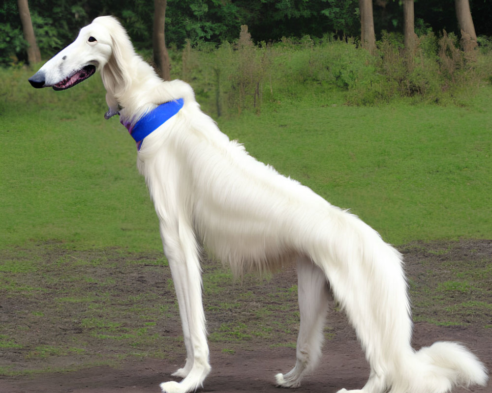White Borzoi Dog in Blue Harness Stands in Park