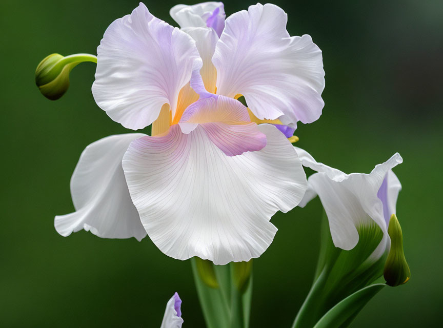 Close-up of blooming iris with white and purple petals on soft green backdrop