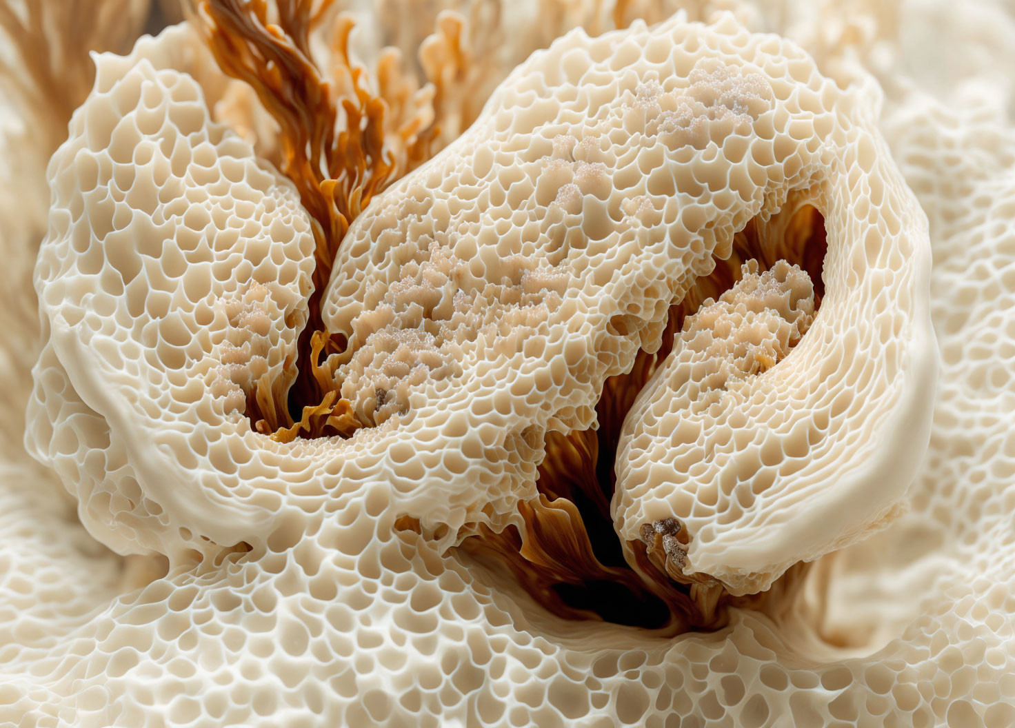 Detailed View of Honeycomb-like Morel Mushroom Surface