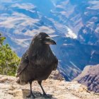 Crow perched on nest in snow-capped mountain landscape