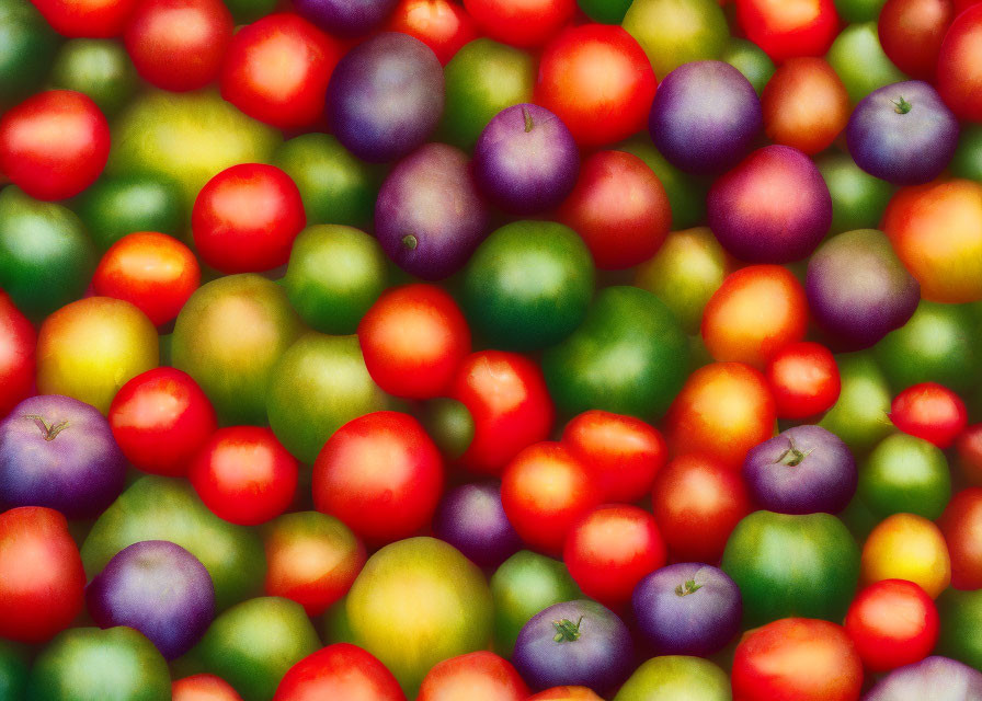 Multicolored Tomatoes Collection: Red, Green, Yellow, Purple