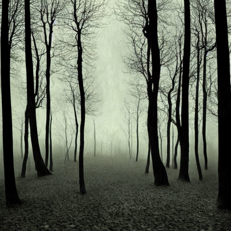 Misty forest with leafless trees and fallen leaves