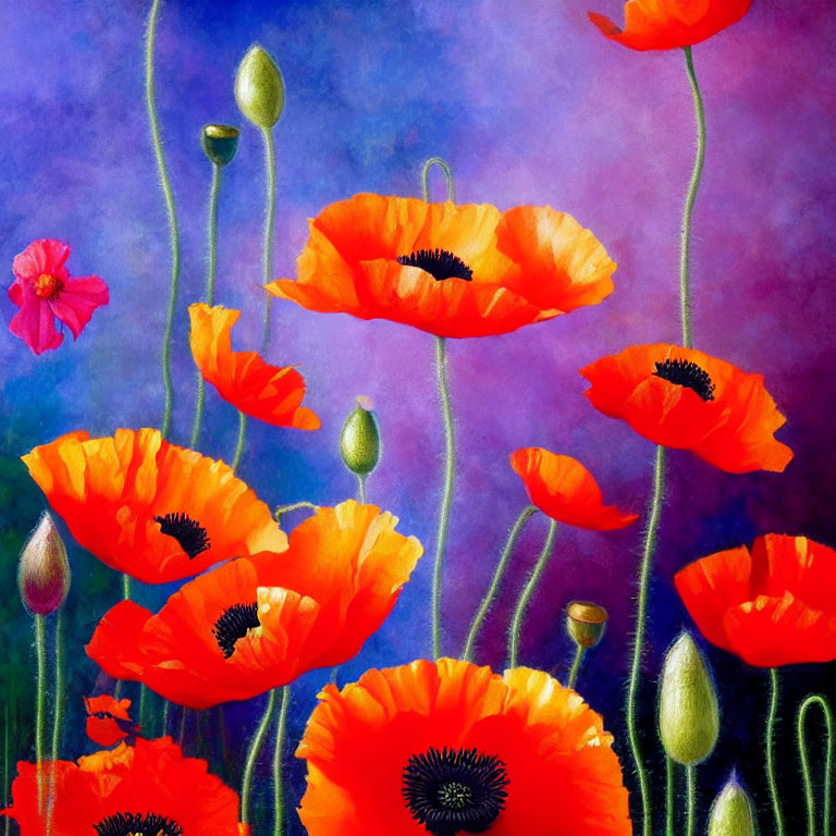Bright Red-Orange Poppies on Tall Stems with Purple-Blue Gradient Background