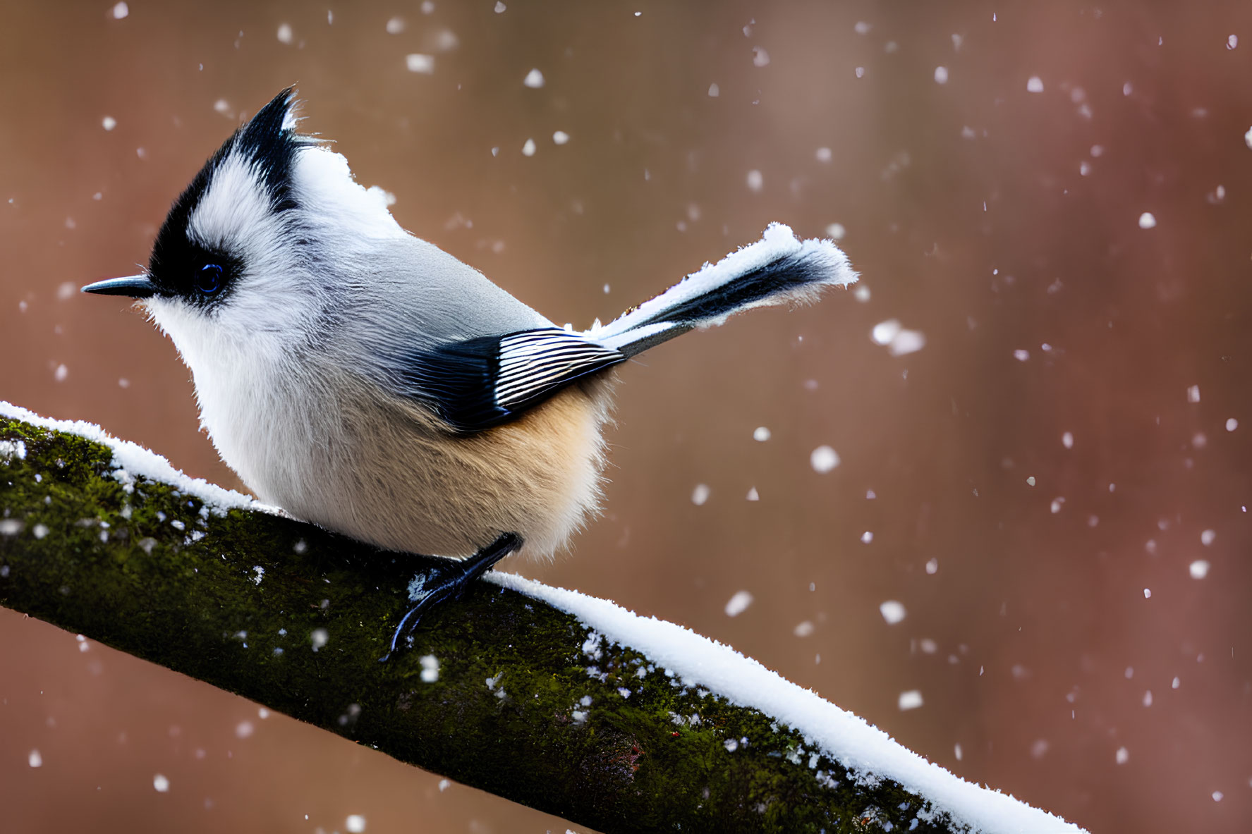 Tufted Titmouse on Snow-Covered Branch with Falling Snowflakes