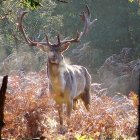 Majestic stag with impressive antlers in mystical forest setting