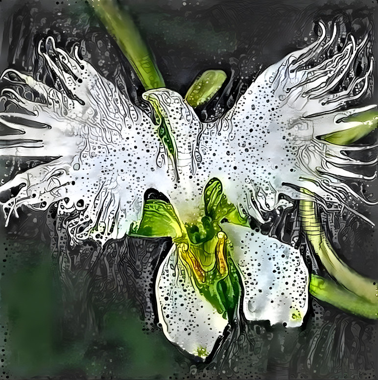 Angel Orchid