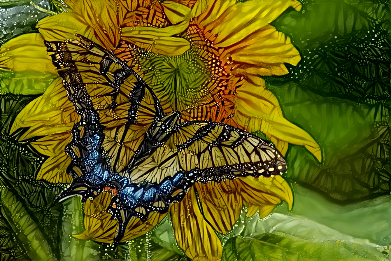 Butterfly sunflower