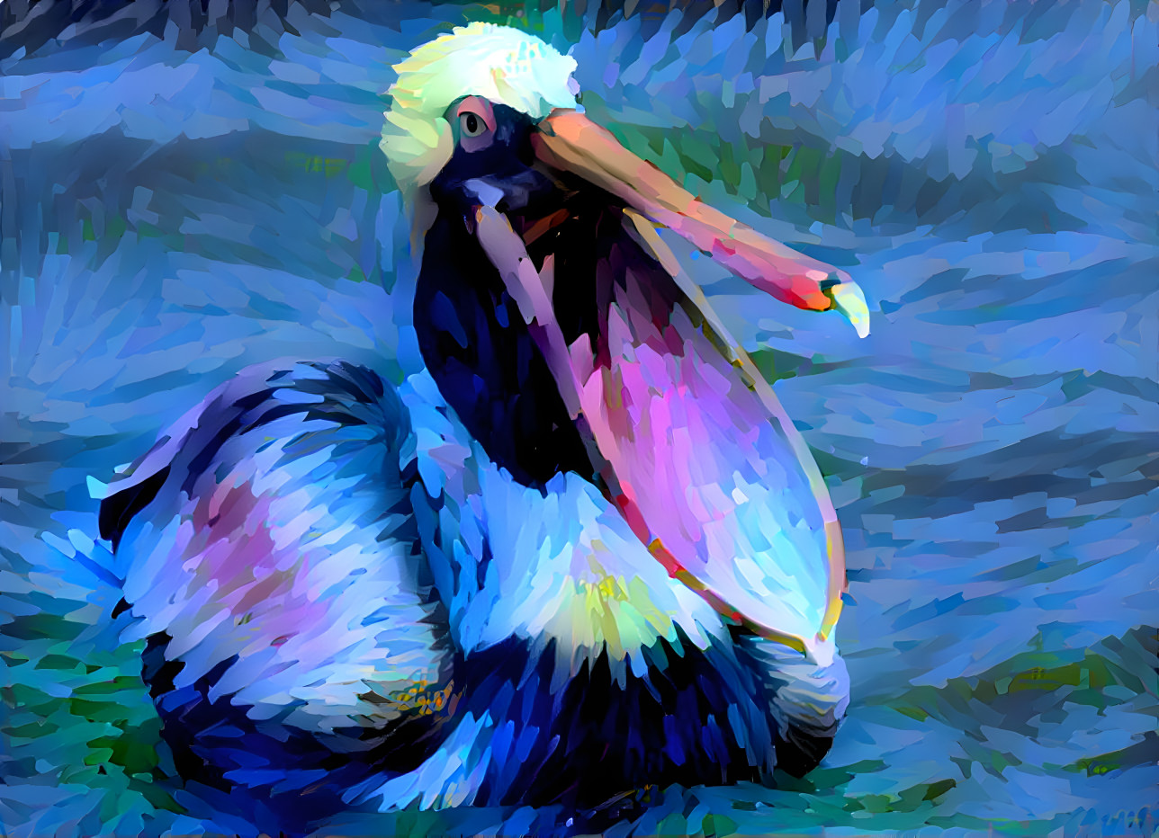 Laughing Pelican