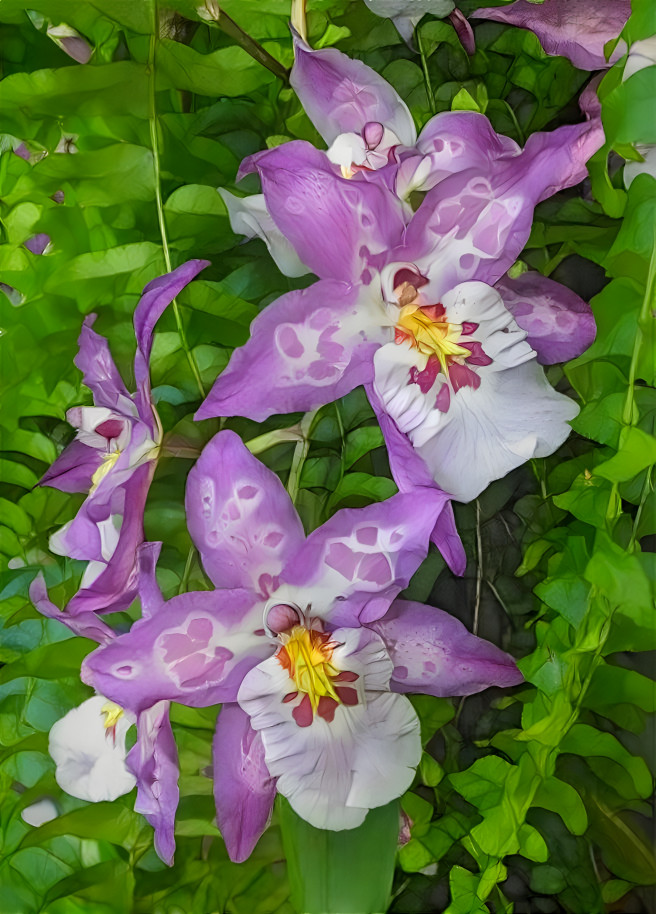 Dream Orchids