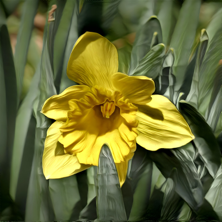 Now Daffodil