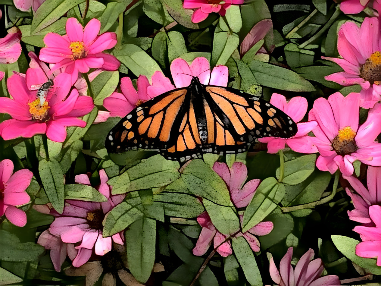 Monarch of the Pink Flowers