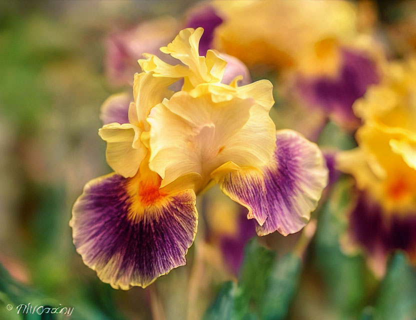 Colorful Yellow and Purple Iris Flowers in Full Bloom with Soft-Focus Background