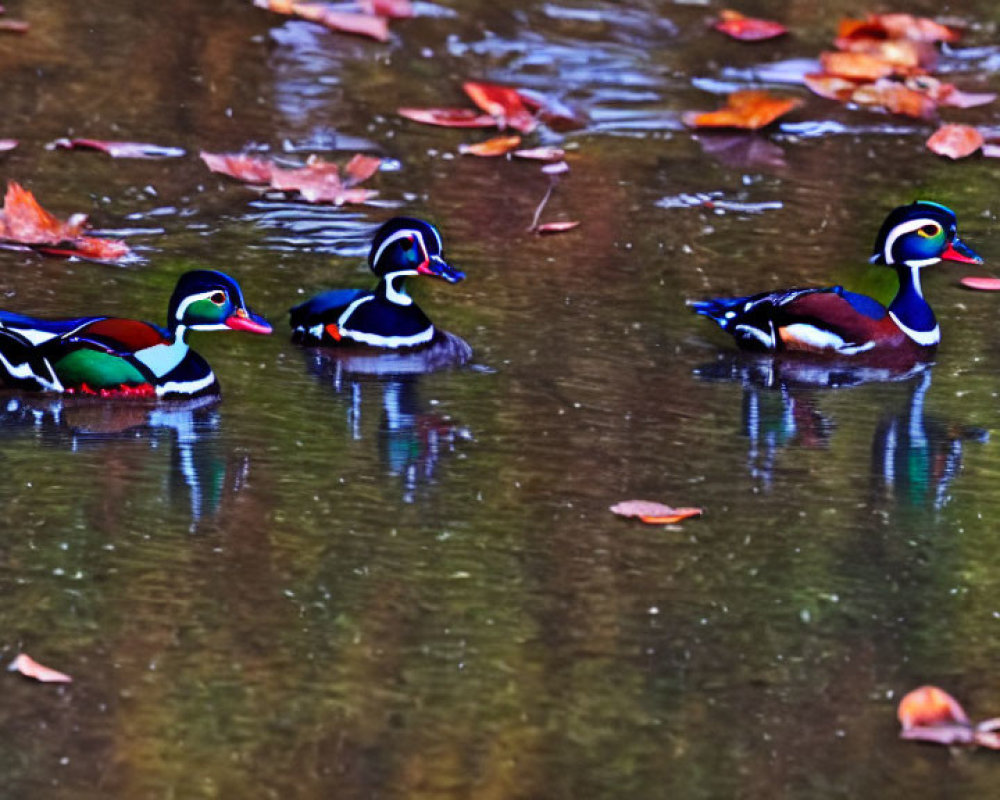 Autumn scene: Wood ducks swimming in calm pond with fallen leaves.