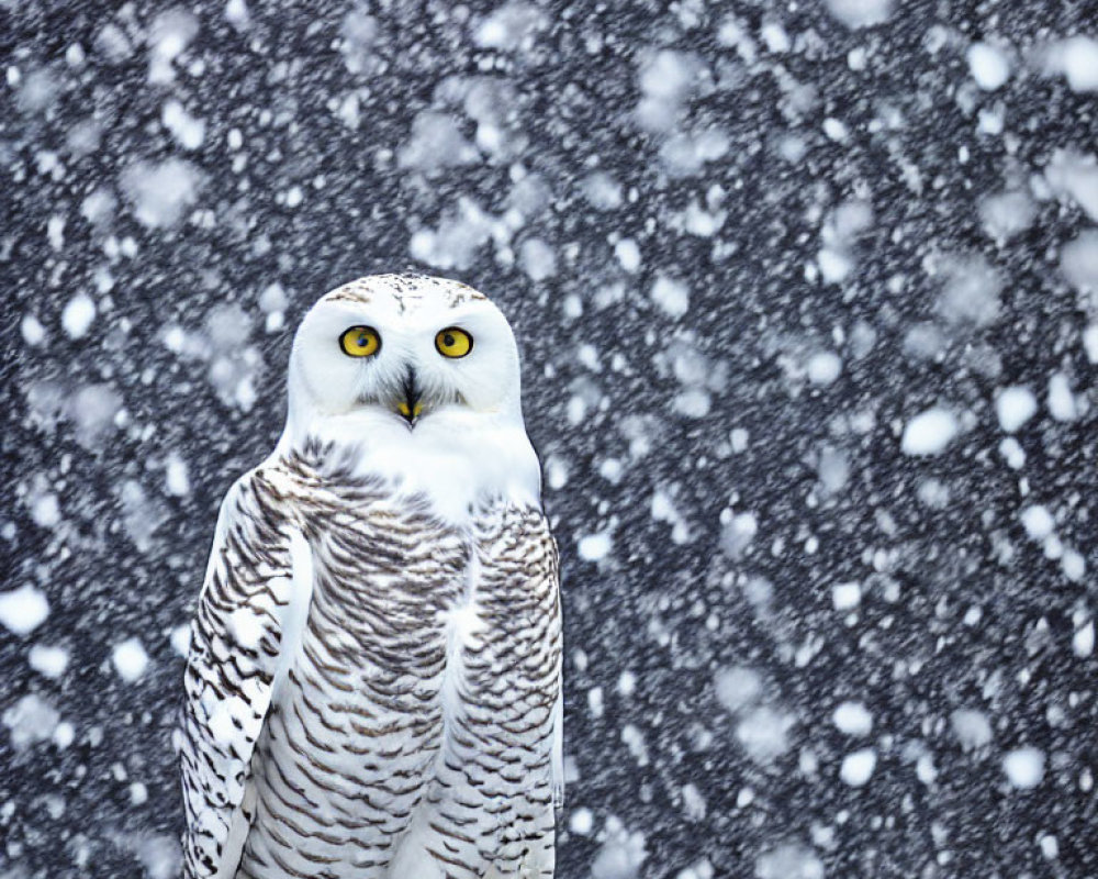 Snowy owl with yellow eyes in falling snowflakes.