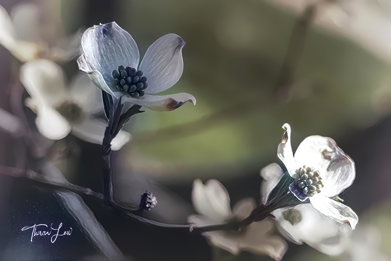 White Flowering Dogwood