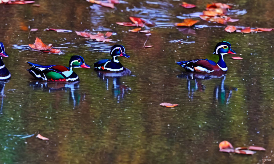 Autumn scene: Wood ducks swimming in calm pond with fallen leaves.