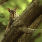 Curious squirrel among vibrant green leaves in serene setting
