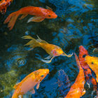 Colorful Koi Fish Swimming in Abstract Blue, Orange, and Yellow Hues