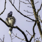 Two vibrant blue jays on bare branches against soft blue sky