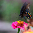 Colorful butterfly with blue and orange spots on pink flower in soft focus landscape