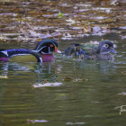 Colorful Ducks Floating on Reflective Water Surface