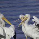 Five White Pelicans Painting on Dark Blue Background