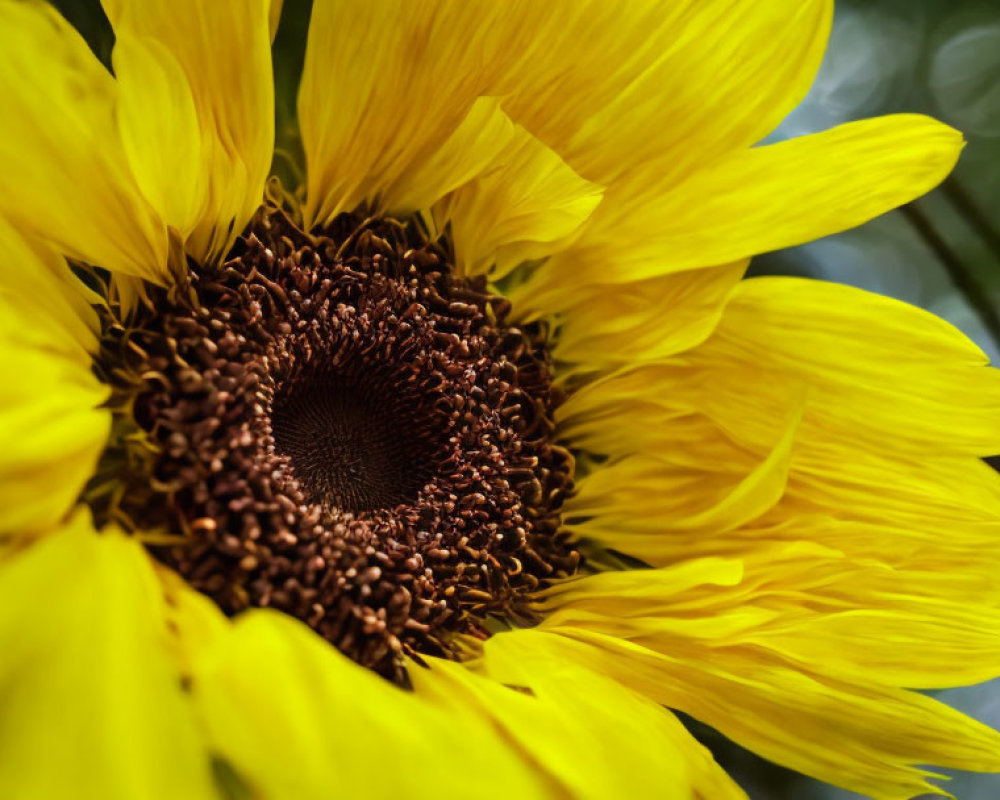 Vibrant sunflower bloom with yellow petals and brown center.