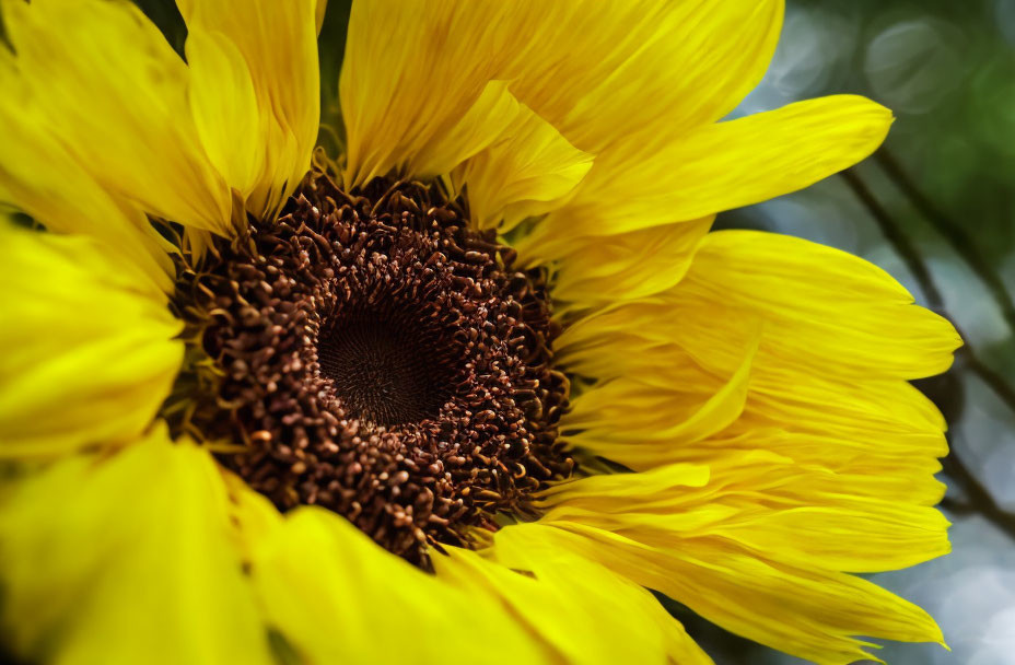 Vibrant sunflower bloom with yellow petals and brown center.