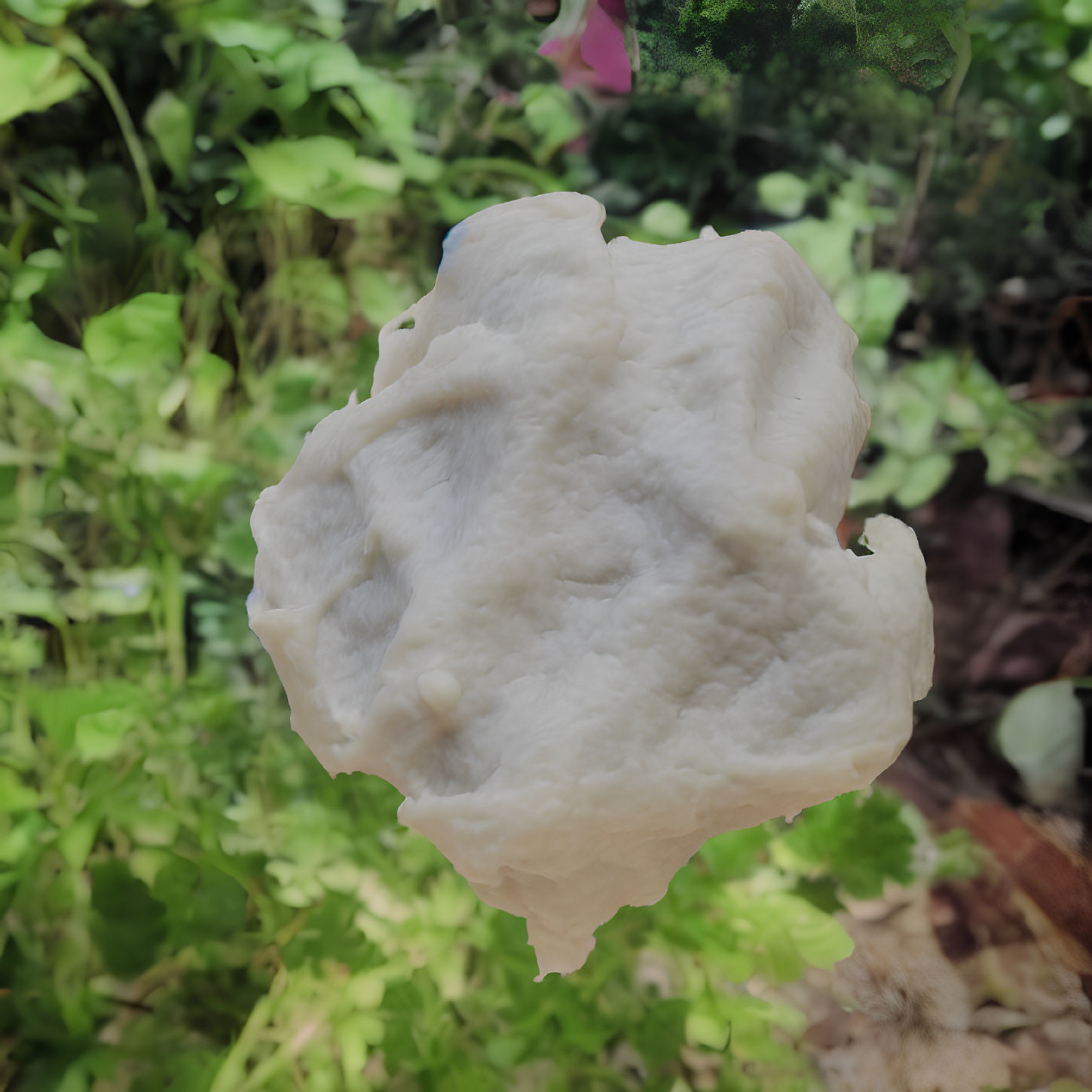 White Irregular Fungal Growth Close-Up with Blurred Green Background