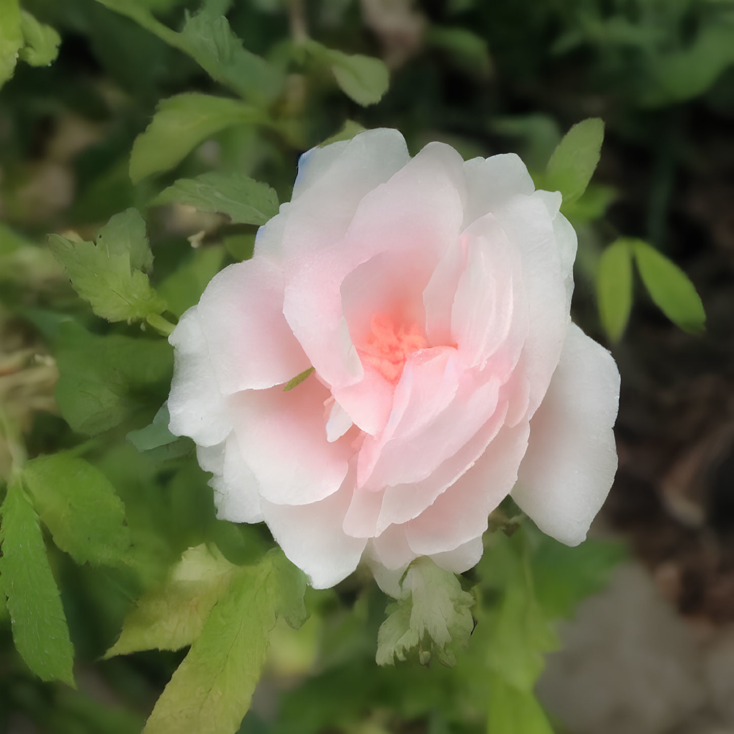 Pink rose in bloom with soft petals and gradient colors among green foliage