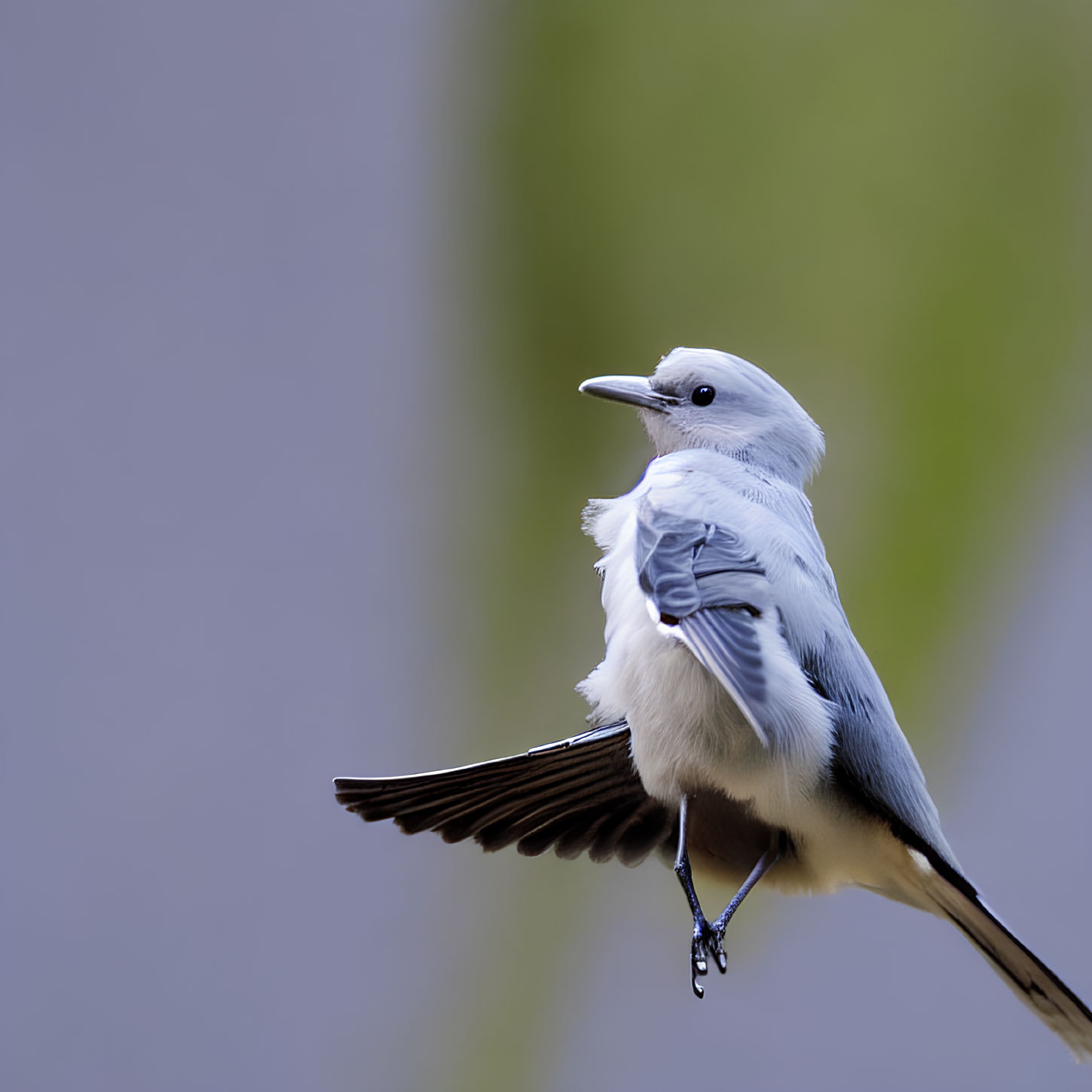 White and Grey Bird Perched on Thin Branch with Soft-focus Green Background