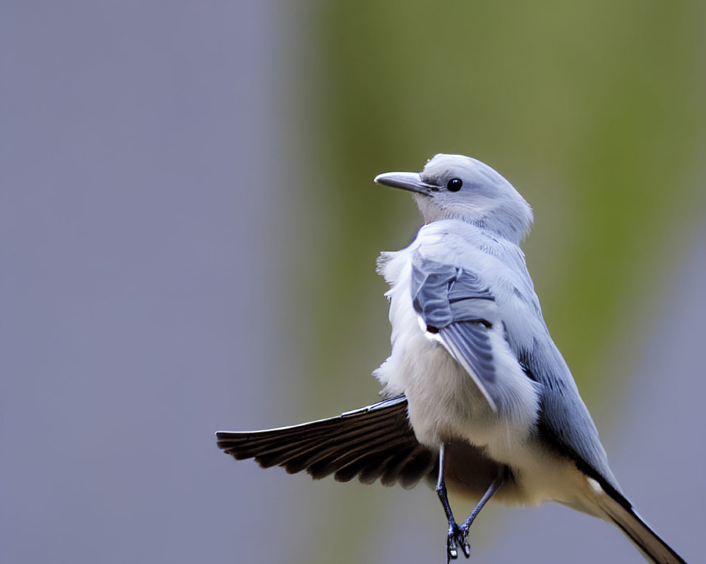 White and Grey Bird Perched on Thin Branch with Soft-focus Green Background