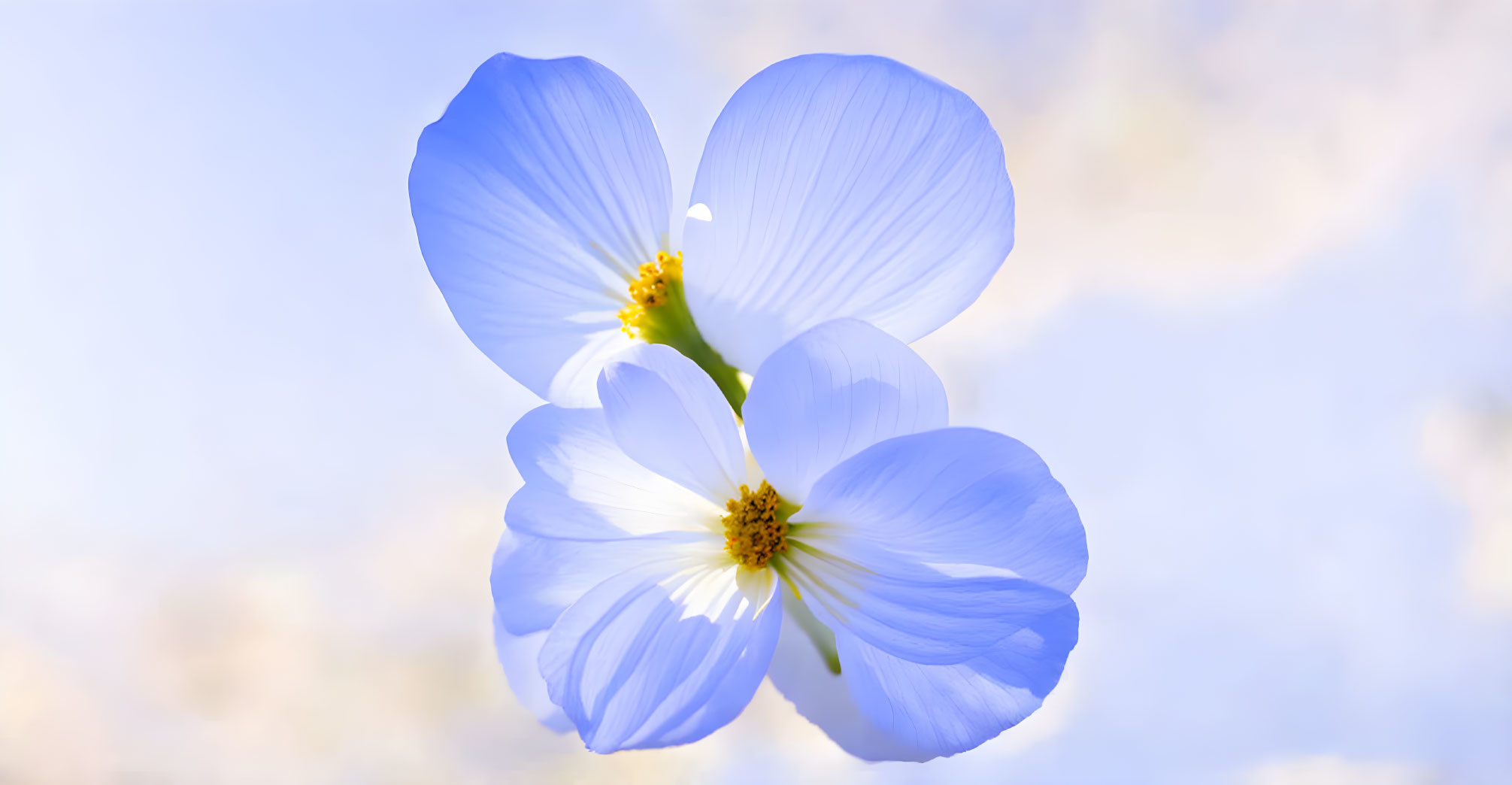 Delicate Blue Flower with Translucent Petals on Soft-focus Background