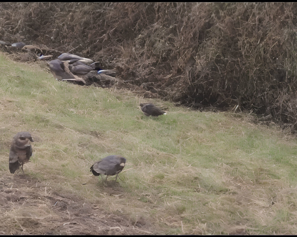 Various Birds Gathering on Grassy Terrain with Dry Shrubs