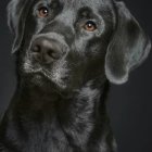 Close-Up Portrait of Black Dog with Thoughtful Expression and Amber Eyes