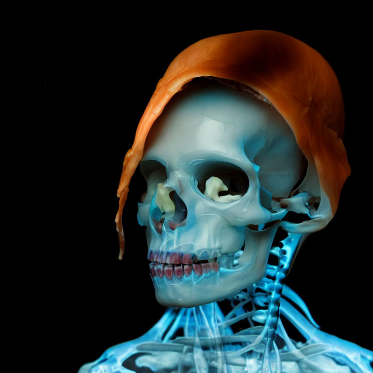 Detailed Human Skull and Upper Torso Anatomy Model on Black Background