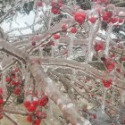 Frozen red berries and branches in clear ice: a glittering winter scene