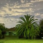 Tropical landscape with tall palm tree under moody sky and lush green foliage