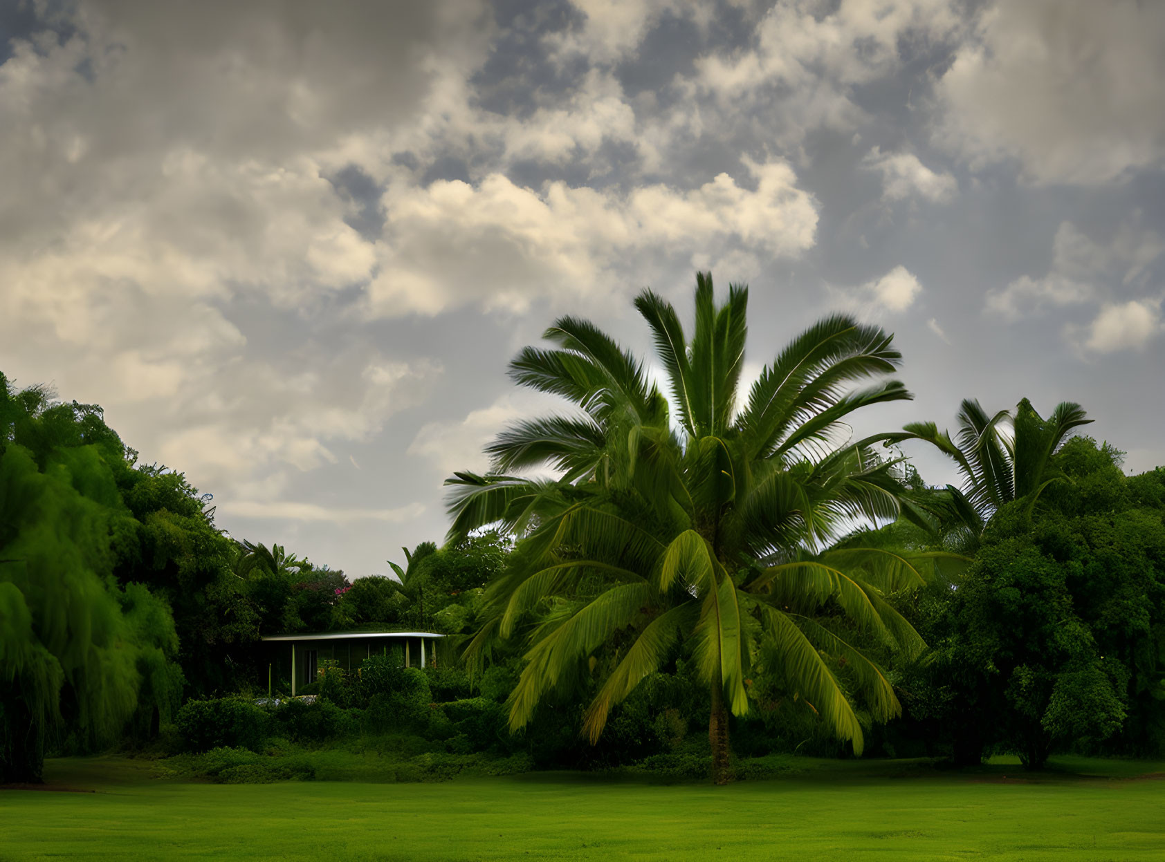 Tropical landscape with tall palm tree under moody sky and lush green foliage