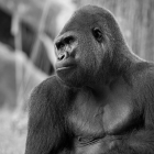 Realistic silverback gorilla illustration in contemplative pose amidst vibrant forest.