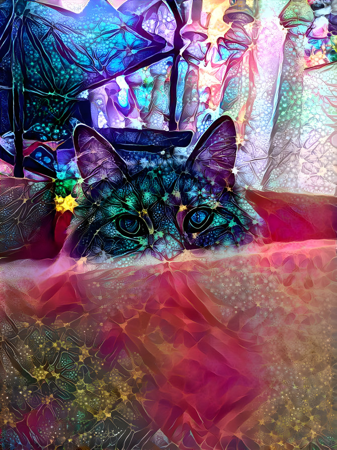 Starry eyed box kitty