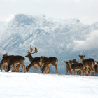 Deer group with snowy mountains in watercolor art